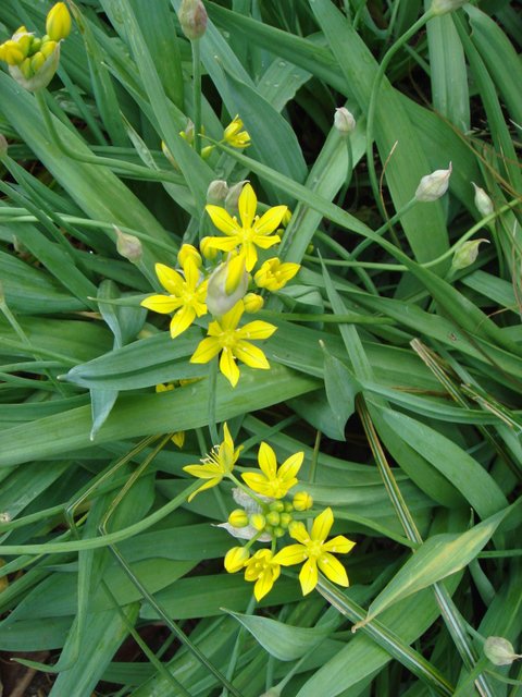 Allium moly fleur